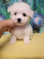 Toy Girl, a female Bichon Frise for sale in Spraggs, PA – 4 of 5