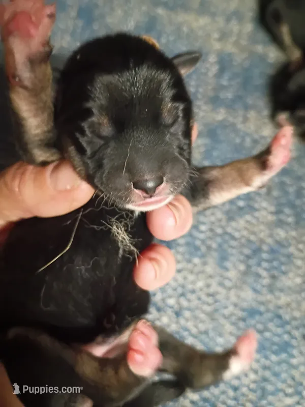 Just Born – Shiba Inu puppy for sale in Spraggs, PA