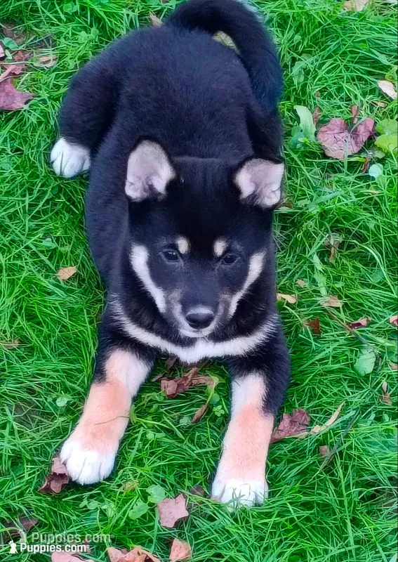 Ready Now girl – Shiba Inu puppy for sale in Spraggs, PA