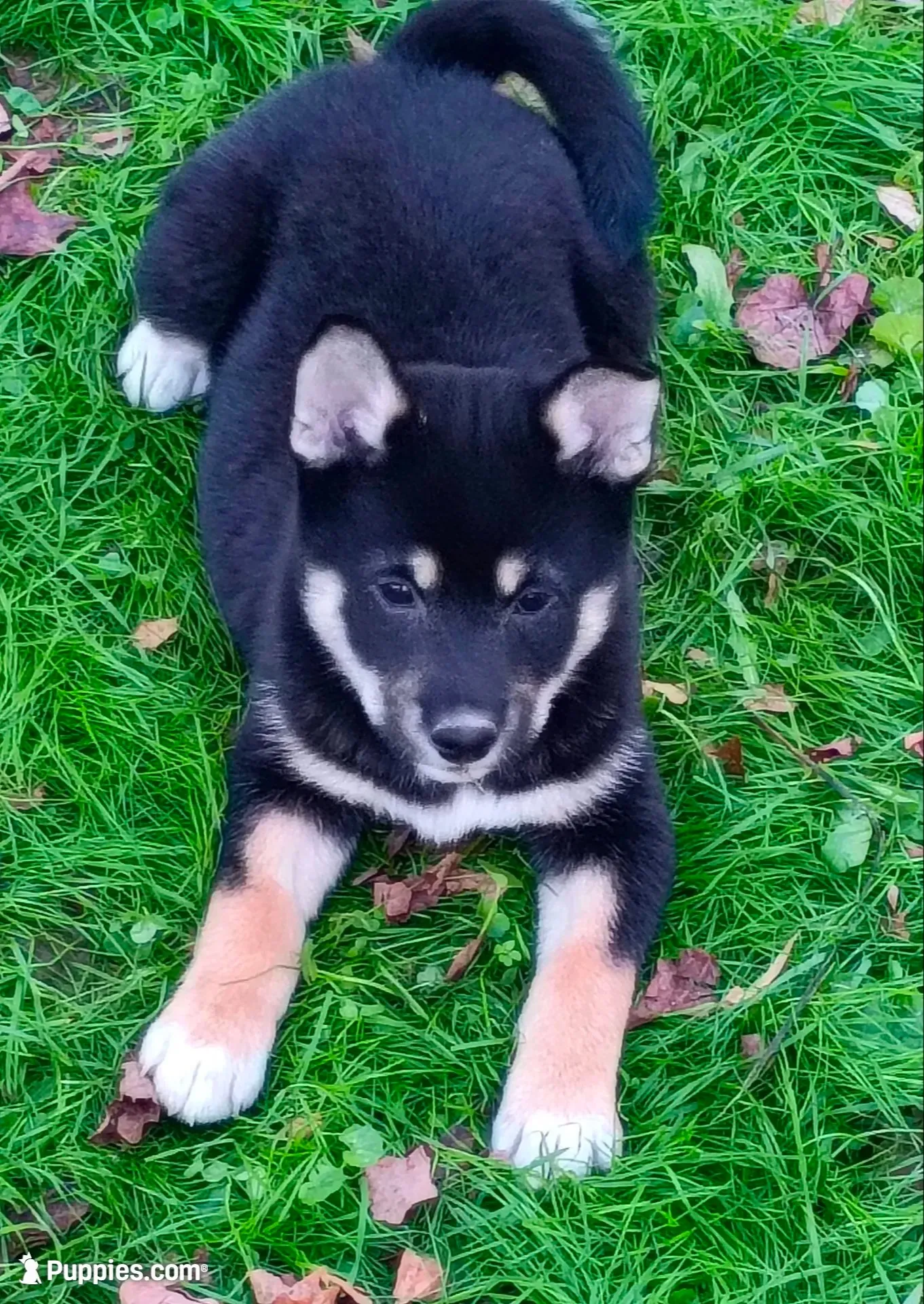 Ready Now girl, a female Shiba Inu for sale in Spraggs, PA – 1 of 7