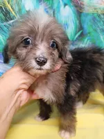 Toy Aussie Doodle girl Ready !, a female Miniature Aussiedoodle for sale in Spraggs, PA – 3 of 9