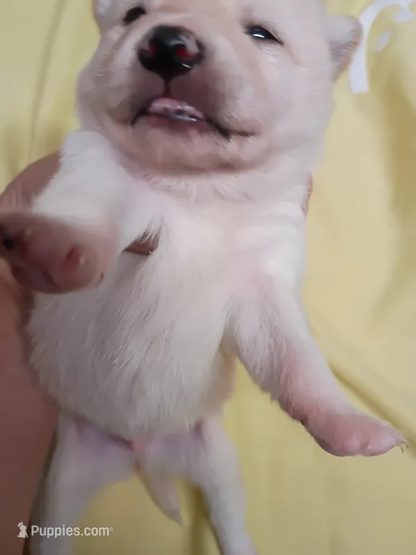 Cream male – Shiba Inu puppy for sale in Spraggs, PA