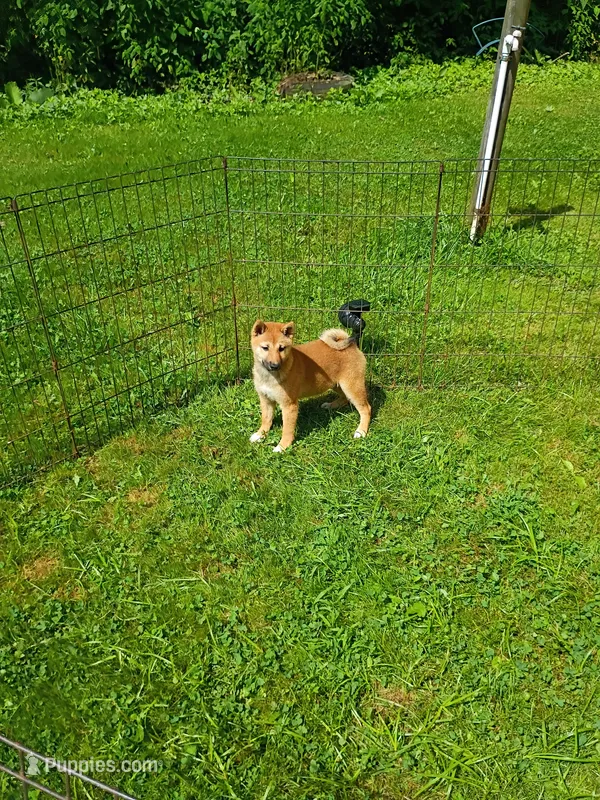 Red Sesame. Ready now ! – Shiba Inu puppy for sale in Spraggs, PA