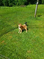 Red Sesame. Ready now !, a male Shiba Inu for sale in Spraggs, PA – 3 of 7