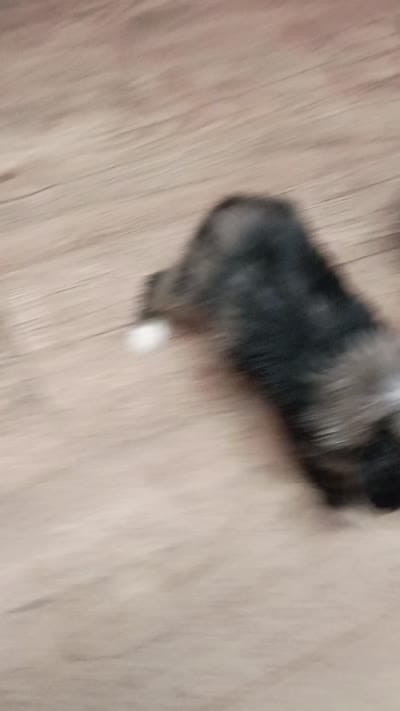 Toy Aussie Doodle girl, a female Miniature Aussiedoodle for sale in Spraggs, PA – 8 of 8