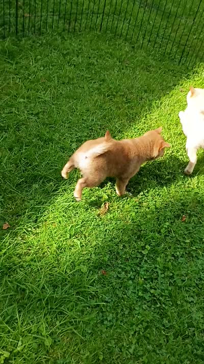 Red Male, Ready now  !, a male Shiba Inu for sale in Spraggs, PA – 6 of 6