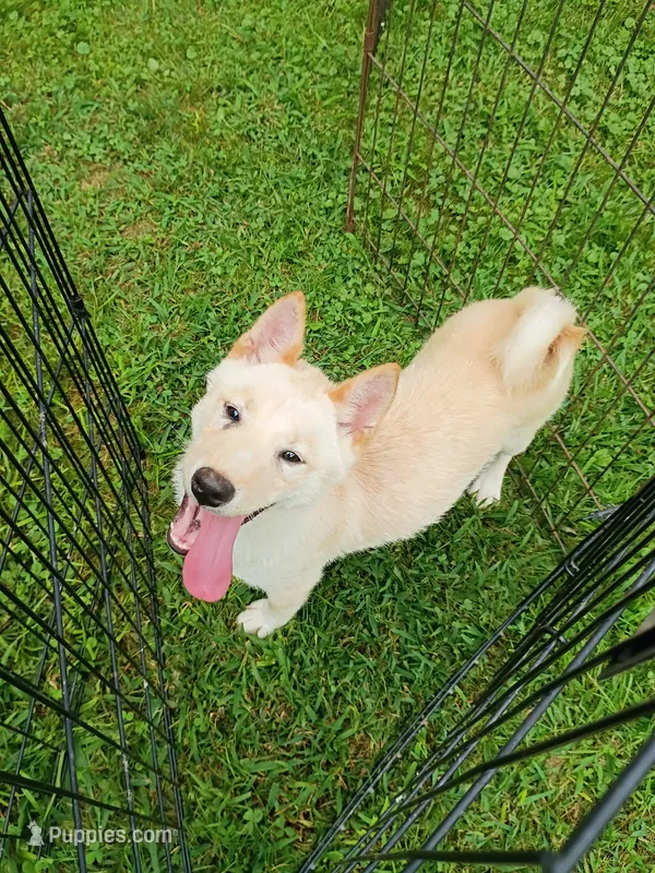 Reduced without papers  – Shiba Inu puppy for sale in Spraggs, PA