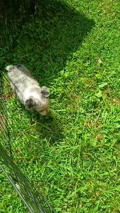 Small Blue, a female Miniature Aussiedoodle for sale in Spraggs, PA – 10 of 10