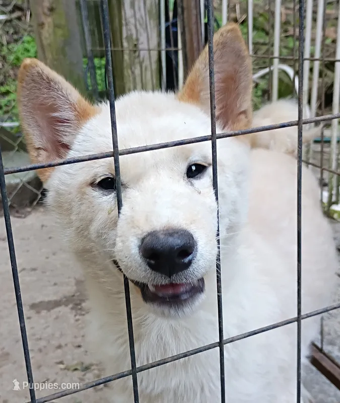 Butterscotch  – Shiba Inu puppy for sale in Spraggs, PA