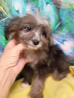 Toy Aussie Doodle girl Ready !, a female Poodle - Toy  and Toy Australian Shepherd for sale in Spraggs, PA – 5 of 9