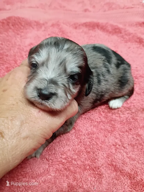 Toy Blue – Miniature Aussiedoodle puppy for sale in Spraggs, PA
