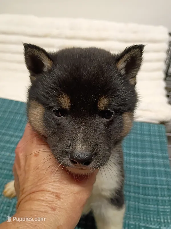 Toy Pinto Boy – Shiba Inu puppy for sale in Spraggs, PA