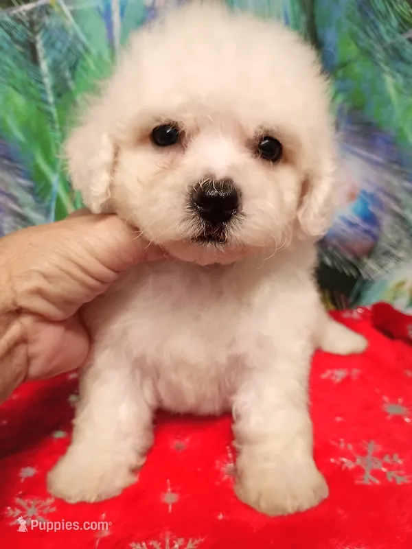 Bichon Girl – Bichon Frise puppy for sale in Spraggs, PA