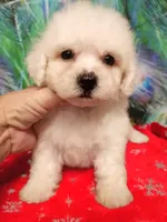 Bichon Girl, a female Bichon Frise for sale in Spraggs, PA – 2 of 3