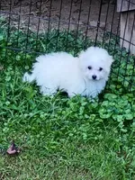 Toy size Bichon girl, a female Bichon Frise for sale in Spraggs, PA – 5 of 10