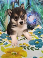 Black sesame small. Sweet !, a female Shiba Inu for sale in Spraggs, PA – 6 of 6