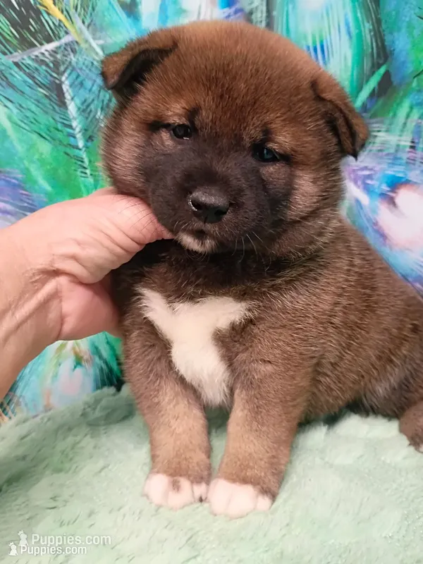 Puppy girl. Coco – Shiba Inu puppy for sale in Spraggs, PA