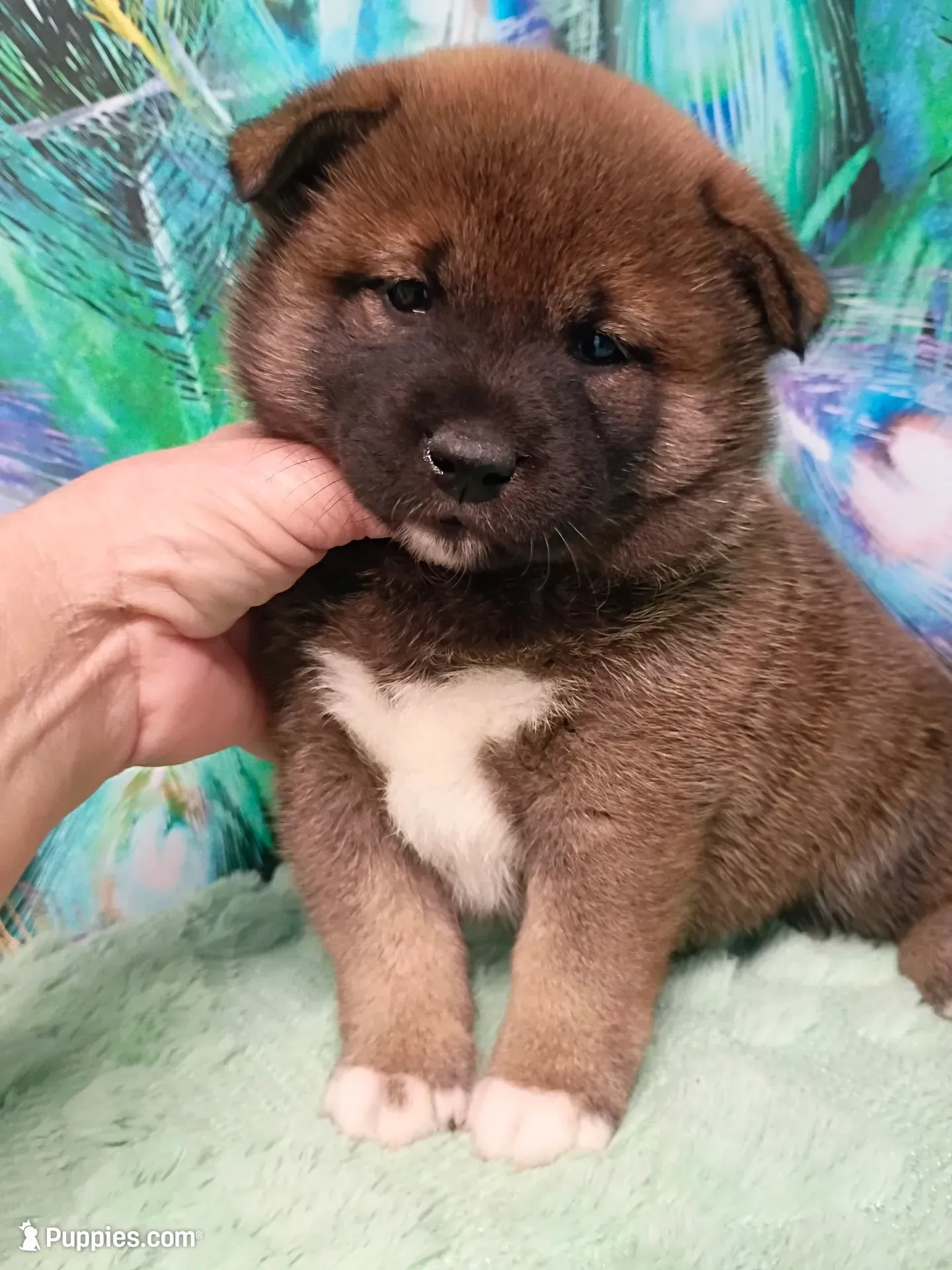 Puppy girl. Coco, a female Shiba Inu for sale in Spraggs, PA – 1 of 6