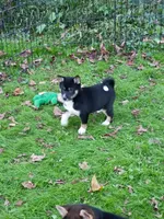 Ready Now boy, a male Shiba Inu for sale in Spraggs, PA – 4 of 6