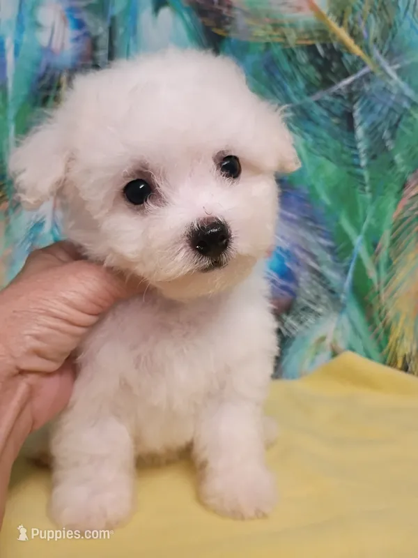 Toy Girl – Bichon Frise puppy for sale in Spraggs, PA