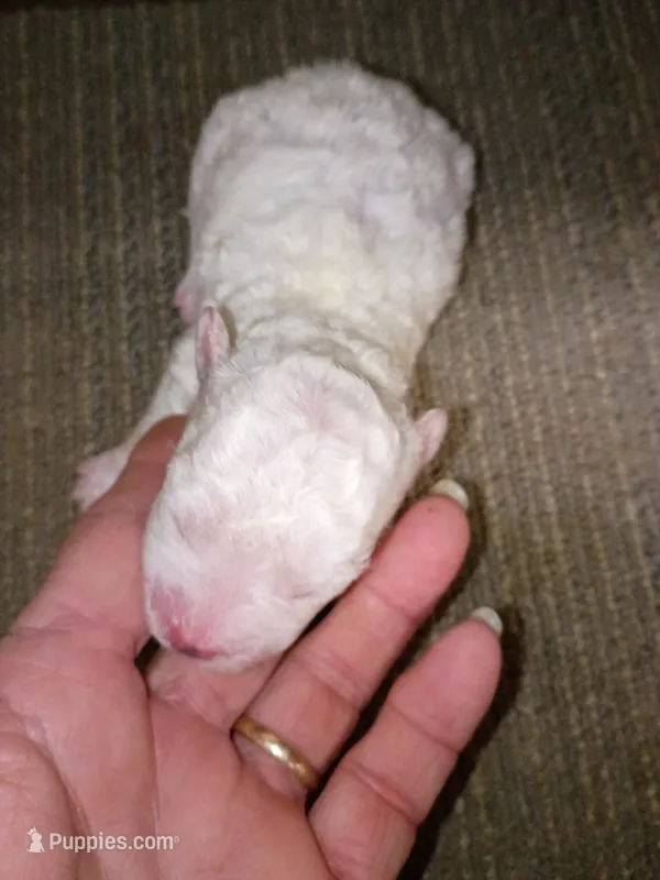 Bichon Boy – Bichon Frise puppy for sale in Spraggs, PA