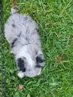 Small Blue eyes. Ready now !, a female Miniature Aussiedoodle for sale in Spraggs, PA – 4 of 7