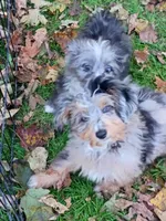 Small mini Blueboy Ready now !, a male Miniature Aussiedoodle for sale in Spraggs, PA – 2 of 9
