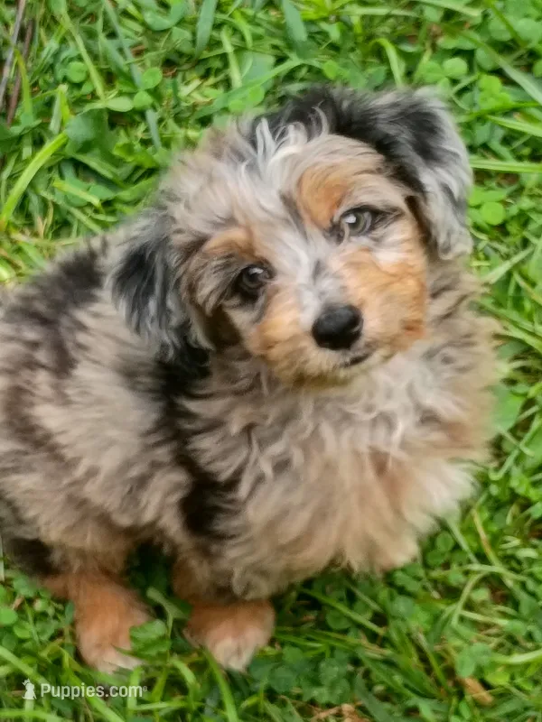Blueboy Ready now ! – Miniature Aussiedoodle puppy for sale in Spraggs, PA
