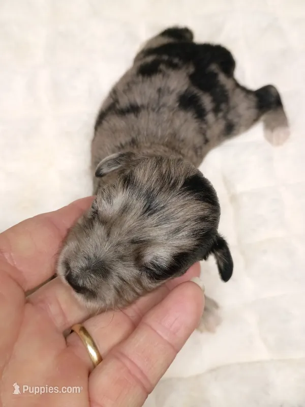 Toy Blue – Miniature Aussiedoodle puppy for sale in Spraggs, PA