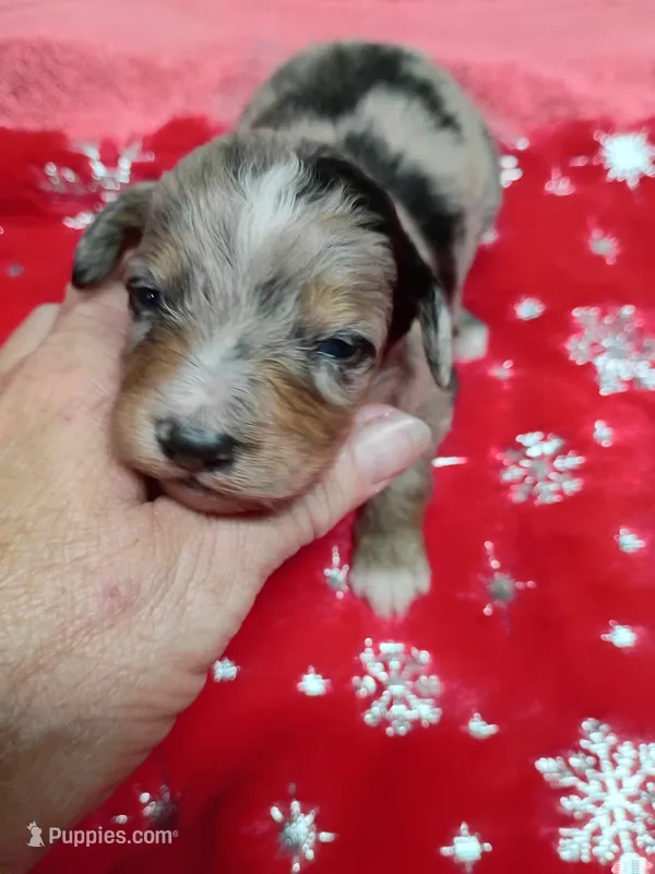 Toy boy – Miniature Aussiedoodle puppy for sale in Spraggs, PA