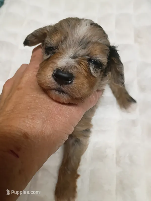 Toy boy – Miniature Aussiedoodle puppy for sale in Spraggs, PA