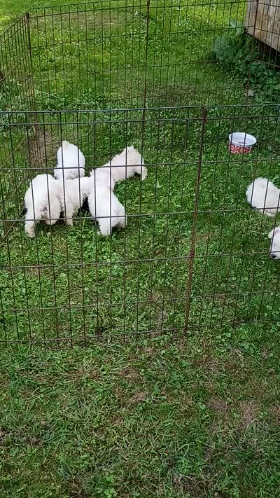 Bichon Boy Ready now !, a male Bichon Frise for sale in Spraggs, PA – 8 of 9