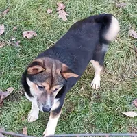Kasey , a female Shiba Inu for sale in Spraggs, PA – Photo 6 of 7