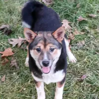 Kasey , a female Shiba Inu for sale in Spraggs, PA – Photo 3 of 7