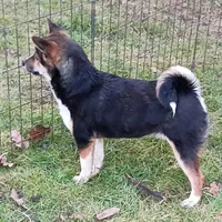 Kasey , a female Shiba Inu for sale in Spraggs, PA – Photo 4 of 7