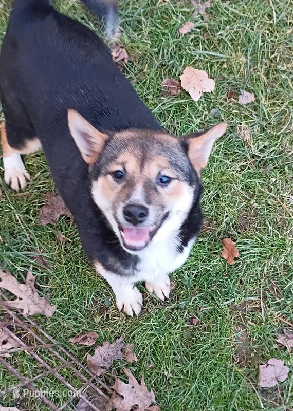 Kasey  – Shiba Inu puppy for sale in Spraggs, PA