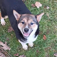 Kasey , a female Shiba Inu for sale in Spraggs, PA – Photo 2 of 7