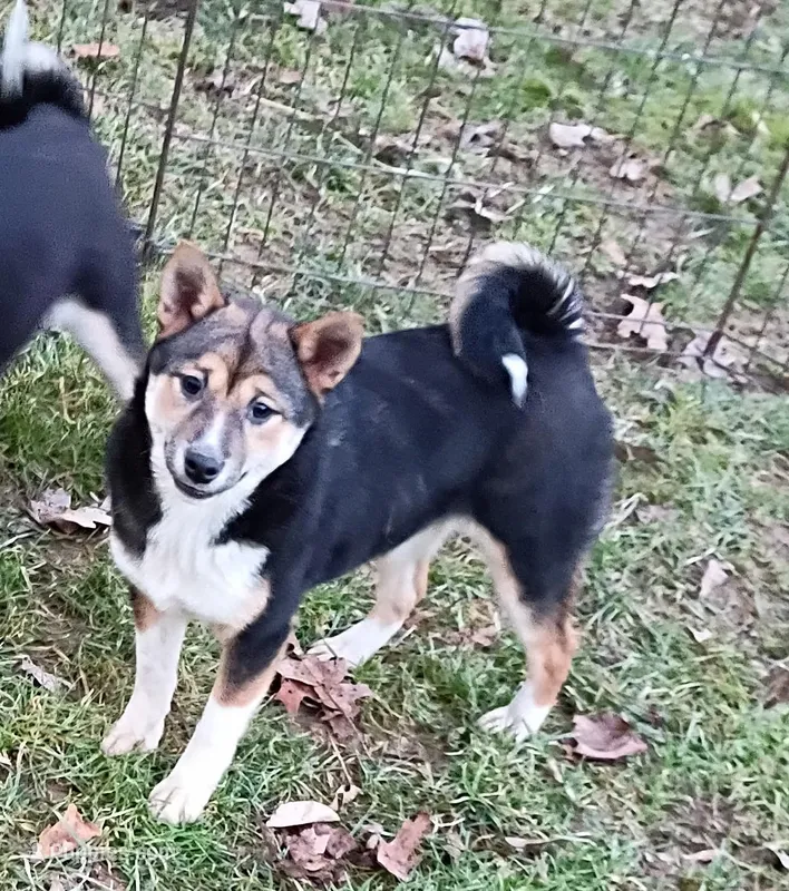 Kasey  – Shiba Inu puppy for sale in Spraggs, PA