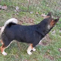 Kasey , a female Shiba Inu for sale in Spraggs, PA – Photo 7 of 7