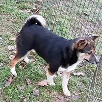 Kasey , a female Shiba Inu for sale in Spraggs, PA – Photo 5 of 7
