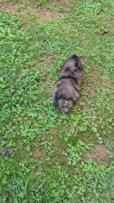 Mini blue eyes Boy Ready, a male Miniature Aussiedoodle for sale in Spraggs, PA – 10 of 10
