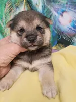 Ready October 20th male, a male Shiba Inu for sale in Spraggs, PA – 4 of 10