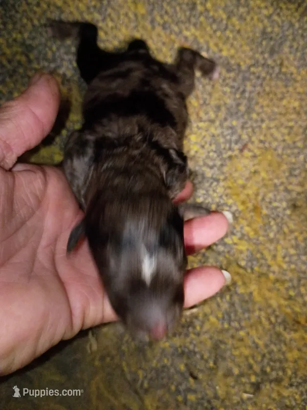 Boy Aussie Doodle  – Miniature Aussiedoodle puppy for sale in Spraggs, PA
