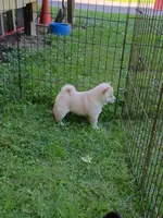 Butterscotch , a male Shiba Inu for sale in Spraggs, PA – 7 of 10