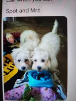 Bichon/Morkie male, a male Bichon Frise and Morkie for sale in Spraggs, PA – 2 of 2