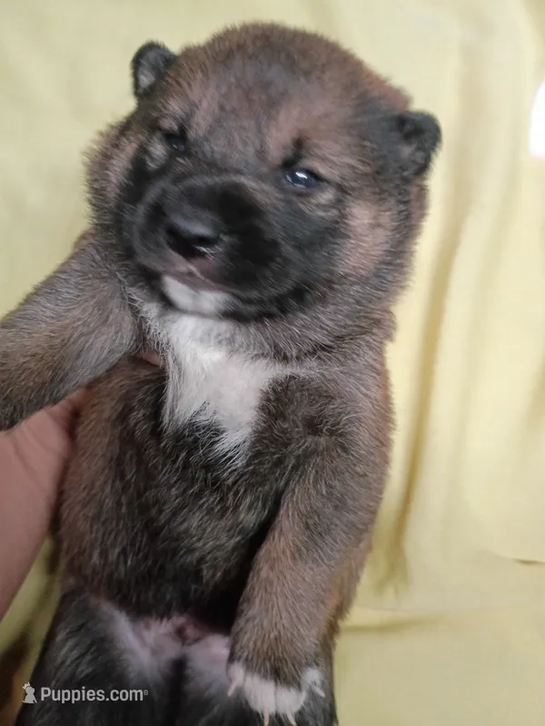 Puppy boy Coco  – Shiba Inu puppy for sale in Spraggs, PA