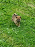 Red Sesame. Ready now !, a male Shiba Inu for sale in Spraggs, PA – 6 of 9