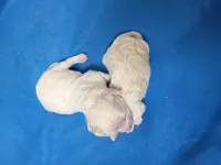 Poo-chon boy, a male Bichpoo for sale in Spraggs, PA – 4 of 4