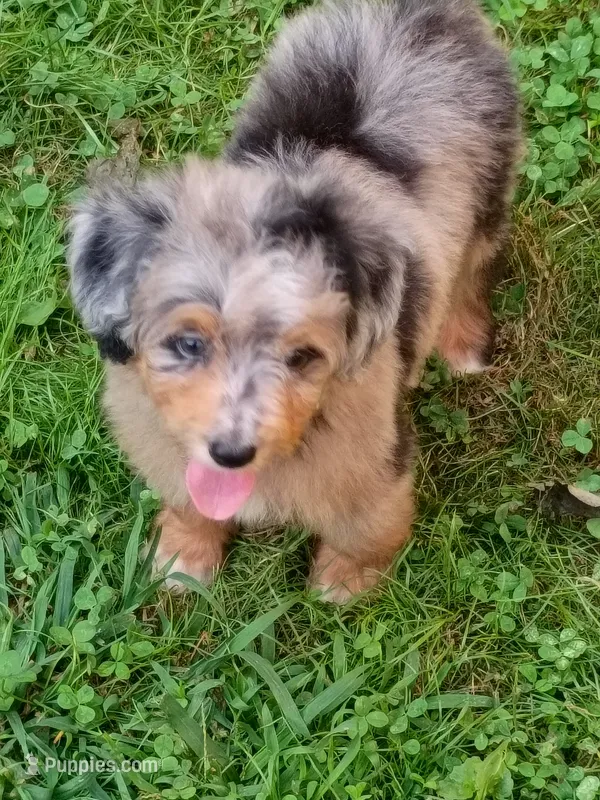 Blueboy Ready now ! – Miniature Aussiedoodle puppy for sale in Spraggs, PA