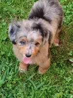 Blueboy Ready now !, a male Miniature Aussiedoodle for sale in Spraggs, PA – 1 of 9
